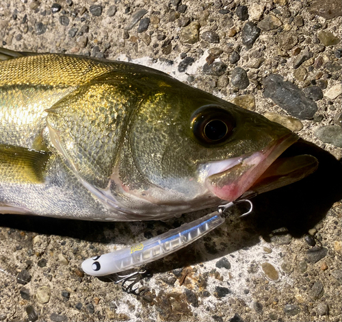 シーバスの釣果