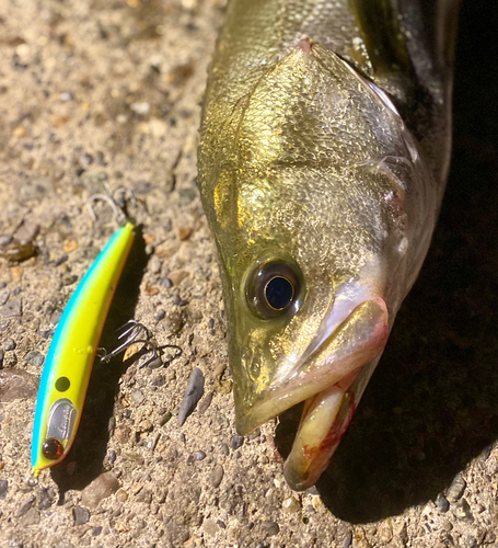 シーバスの釣果