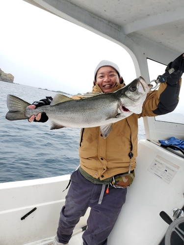 ヒラスズキの釣果