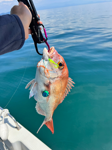 タイの釣果