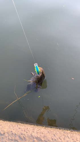 ライギョの釣果