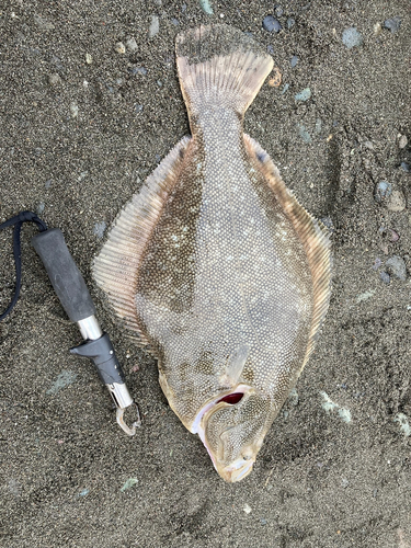 マツカワの釣果