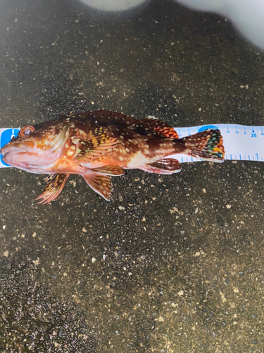 カサゴの釣果