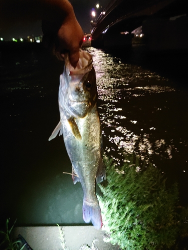 フッコ（マルスズキ）の釣果