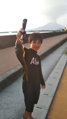 マゴチの釣果