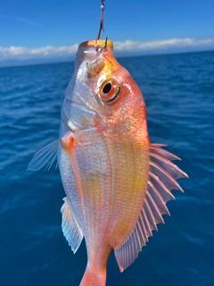 レンコダイの釣果