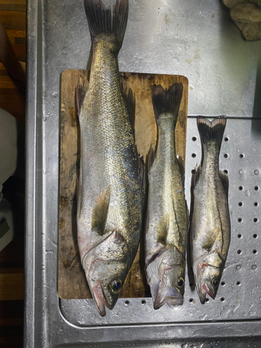 シーバスの釣果