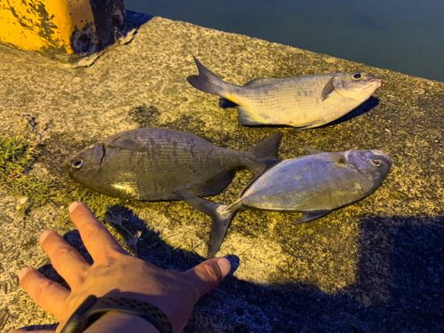 ナンヨウカイワリの釣果