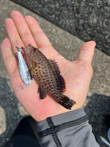 オオモンハタの釣果