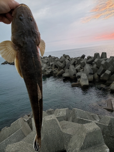 コチの釣果