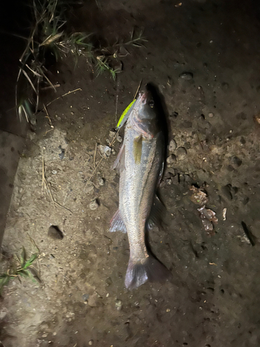 フッコ（マルスズキ）の釣果