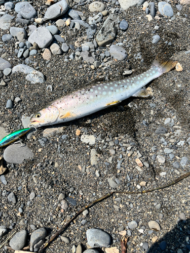 アメマスの釣果