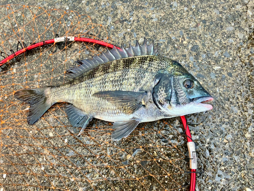 クロダイの釣果