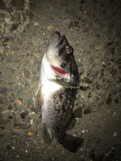 クロソイの釣果