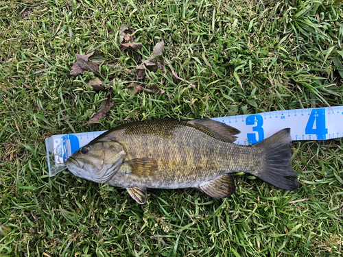 スモールマウスバスの釣果