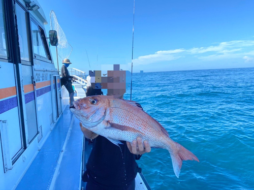 マダイの釣果