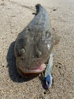 マゴチの釣果