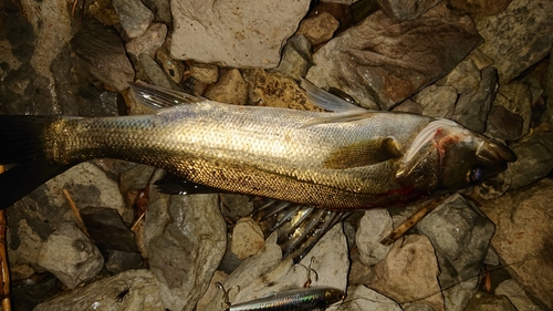 シーバスの釣果