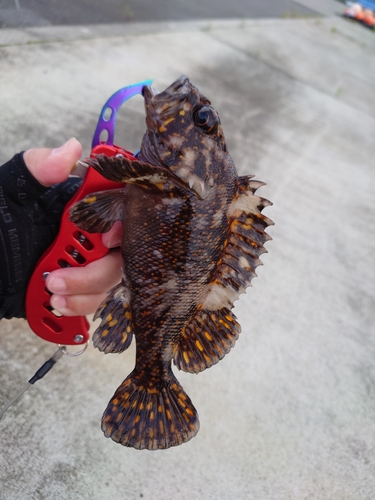 オウゴンムラソイの釣果