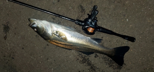 セイゴ（マルスズキ）の釣果