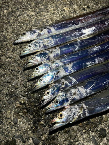 タチウオの釣果