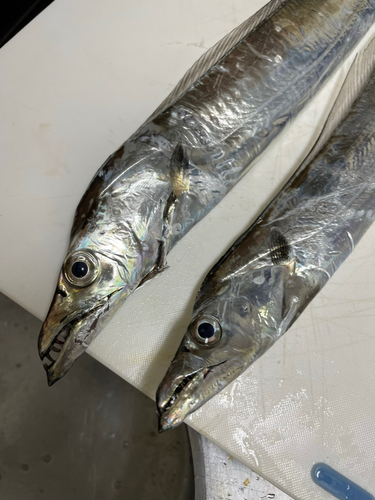 タチウオの釣果