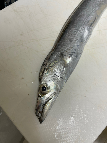 タチウオの釣果