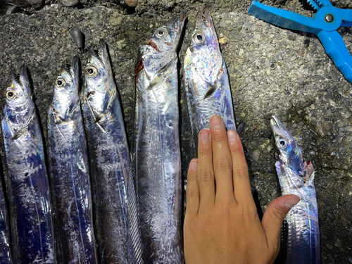 タチウオの釣果