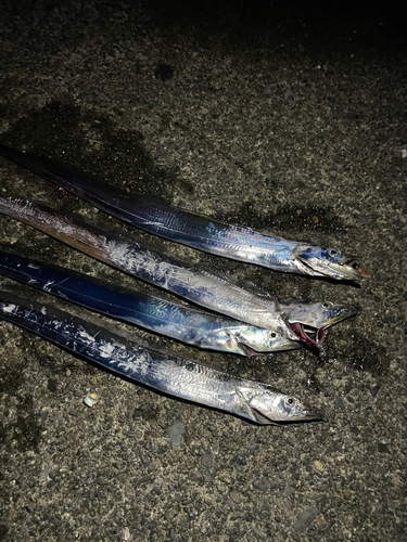 タチウオの釣果