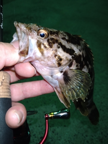 タケノコメバルの釣果