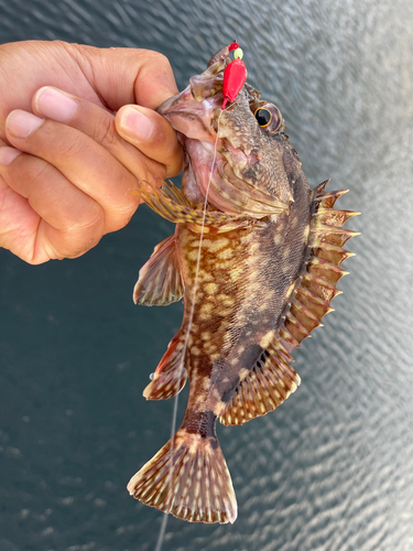 カサゴの釣果