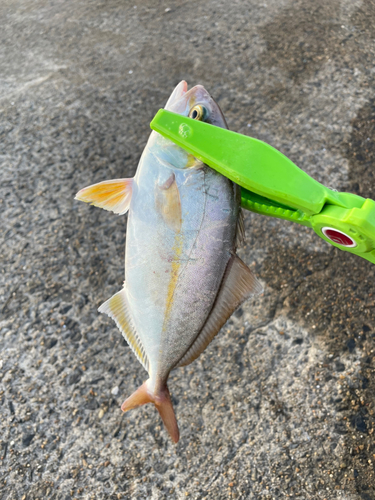 ショゴの釣果