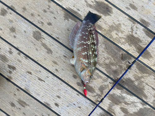 ホシササノハベラの釣果