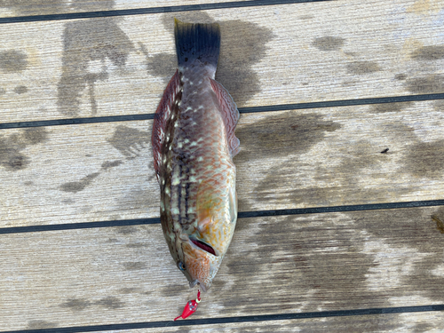 ホシササノハベラの釣果