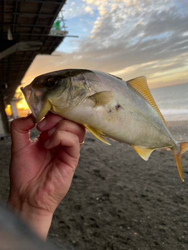 ショゴの釣果