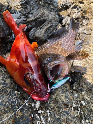 アカハタの釣果