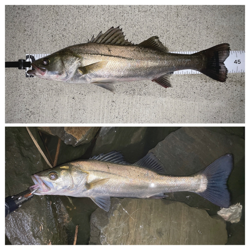 シーバスの釣果