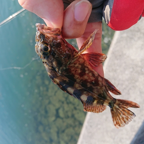 アラカブの釣果