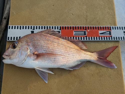 マダイの釣果