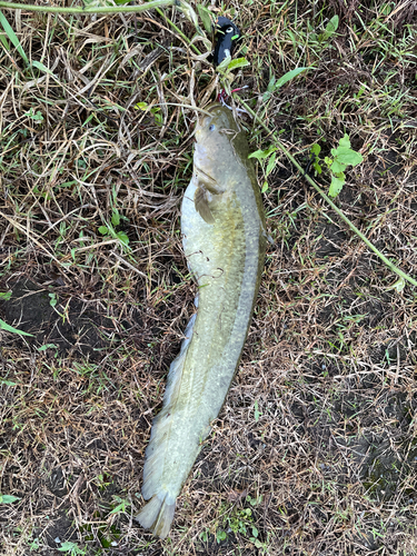 マナマズの釣果