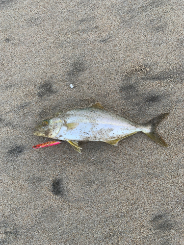 ショゴの釣果