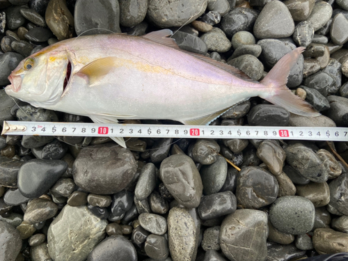 ショゴの釣果