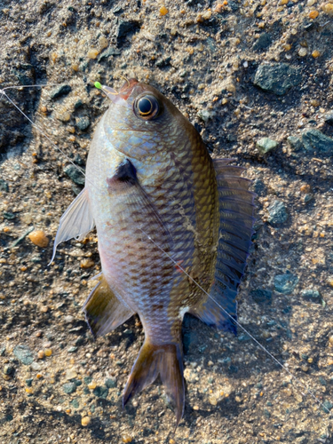 スズメダイの釣果