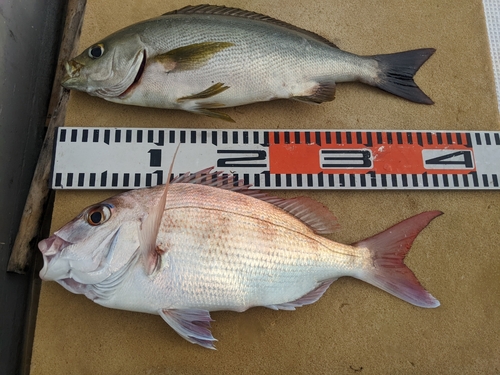 マダイの釣果