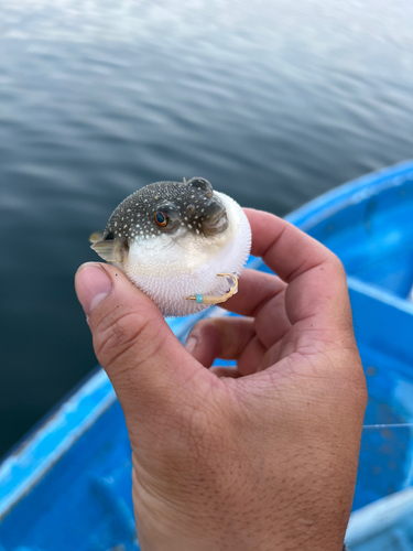 クサフグの釣果