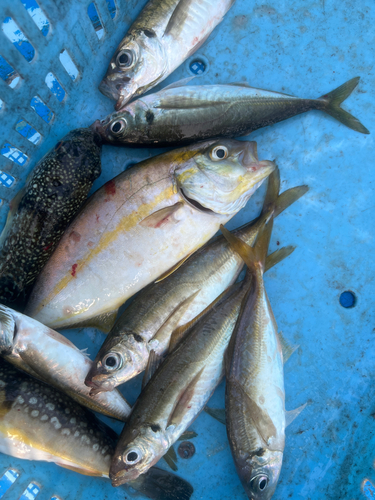 マアジの釣果