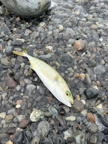 ワカシの釣果