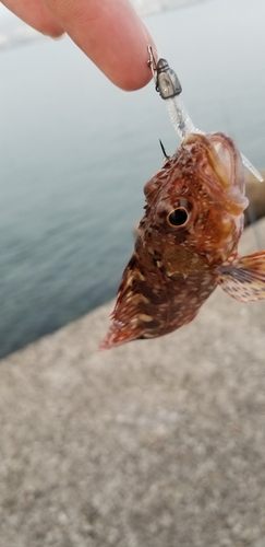 カサゴの釣果