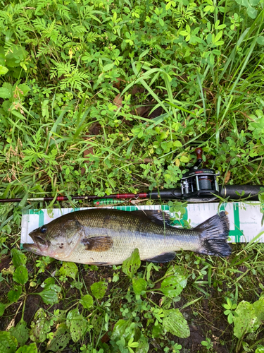 ブラックバスの釣果