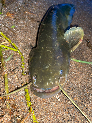 ナマズの釣果